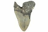 Bargain, Fossil Megalodon Tooth - Serrated Blade #297284-1